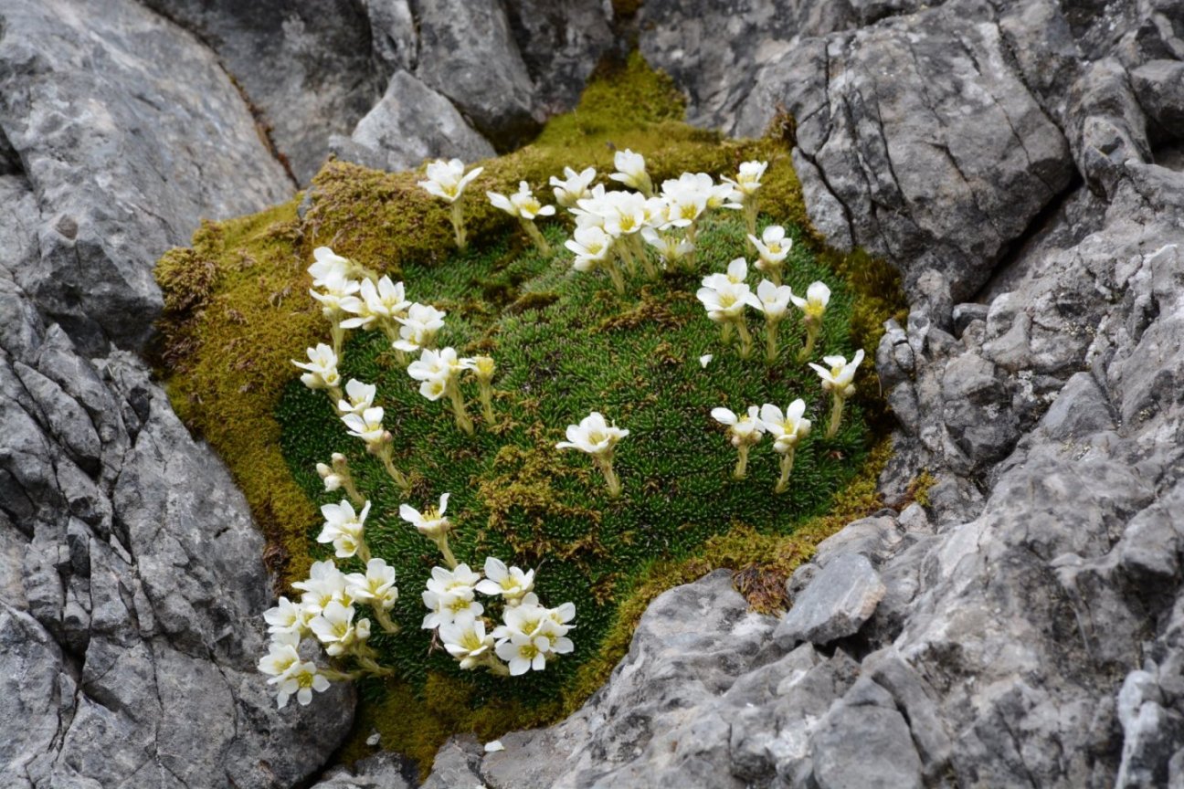 Saxifraga vandellii / Sassifraga di Vandelli